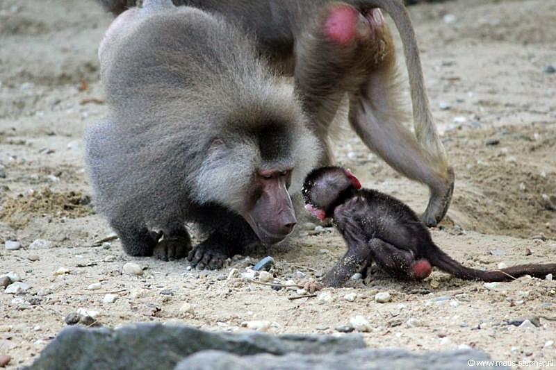 2010-08-24 (645) Aanranding en mishandeling gebeurd ook in de apenwereld.jpg